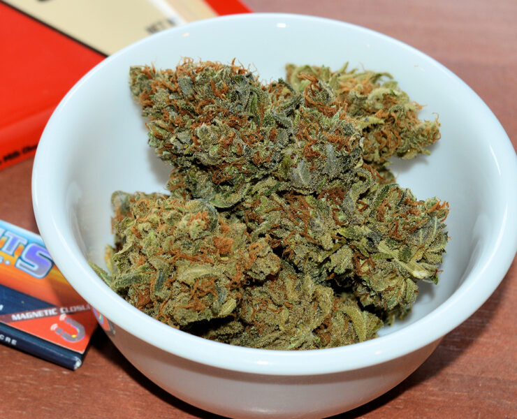High Satisfaction from Selecting Cannabis Plants Well