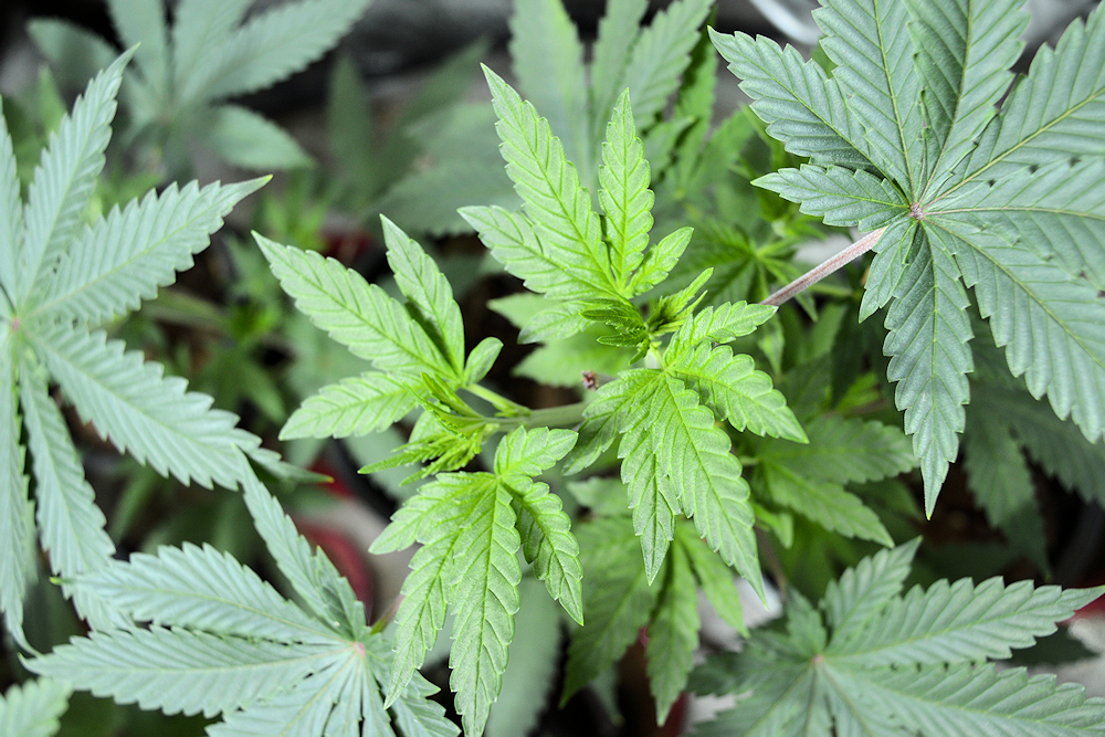 Highly Aggressive Axial Growth Response to Topping is a Must Have Expression