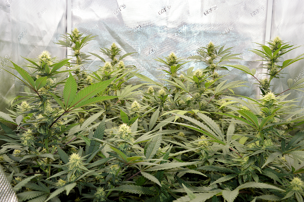 Observe Them All Closely While Flowering the First Time and Take Notes