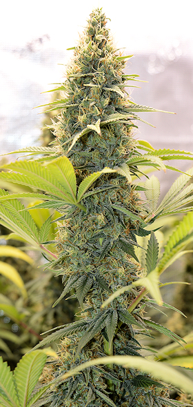 Plants Can Use More Nutrients Well with Buffering