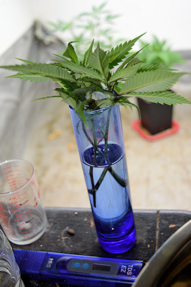 Selecting Cannabis Plants Well Requires Making Clones Well