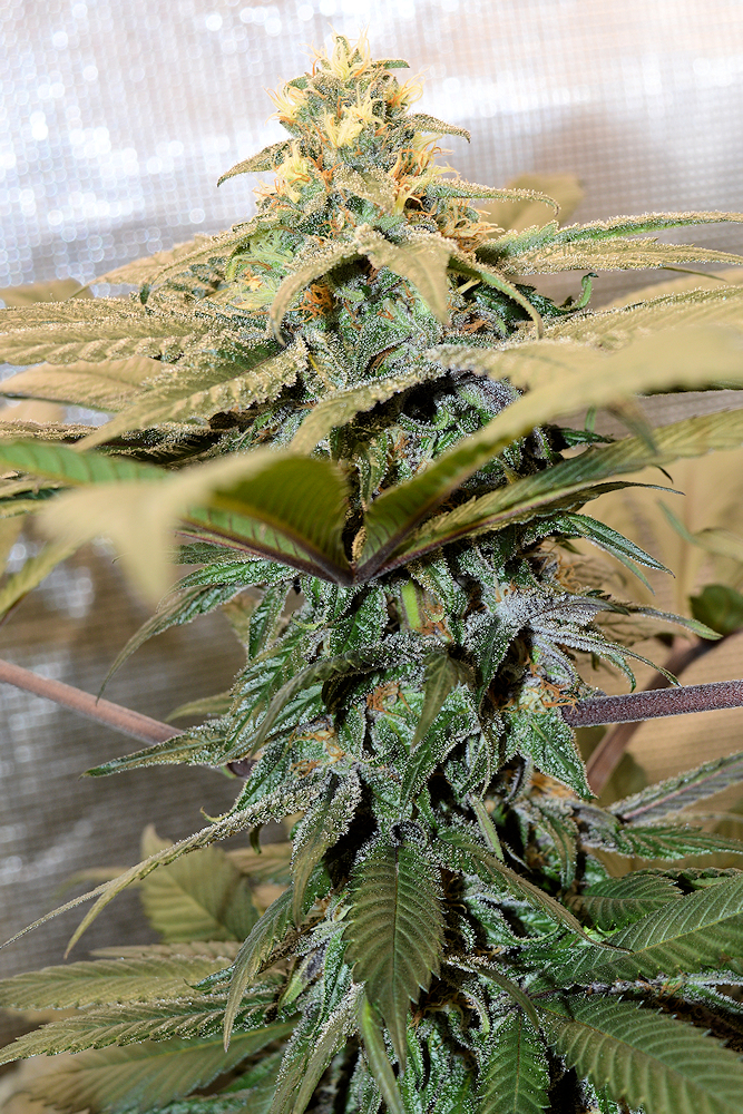 Some Plants, Like Some People, are Truly Exceptional