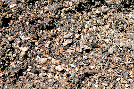Some of My Recycled Soil Up Close and Personal