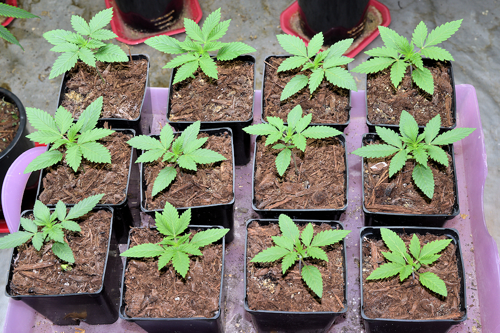 Cannabis Breeding Tip – Germinate at Least 12 Seeds at a Time