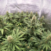 Cannabis Breeding Tips