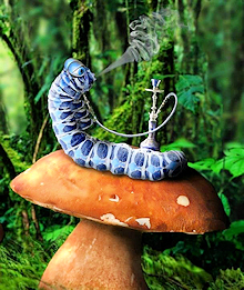 Hookah Smoking Caterpillar Says High