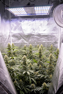 I Use Gorilla Grow Tents for Breeding Cannabis
