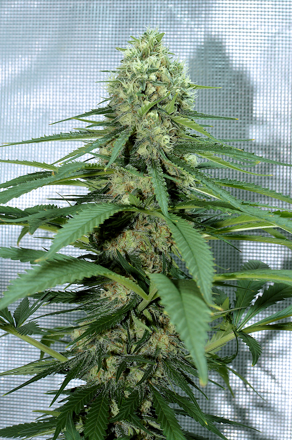 Killer Happy Plants Using 400-watt Eye Blue MH and Micropond Style