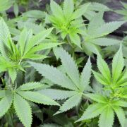Micropond Growing Style for All Stages of Cannabis Growth