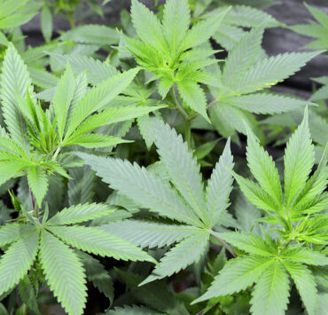 Micropond Growing Style for All Stages of Cannabis Growth