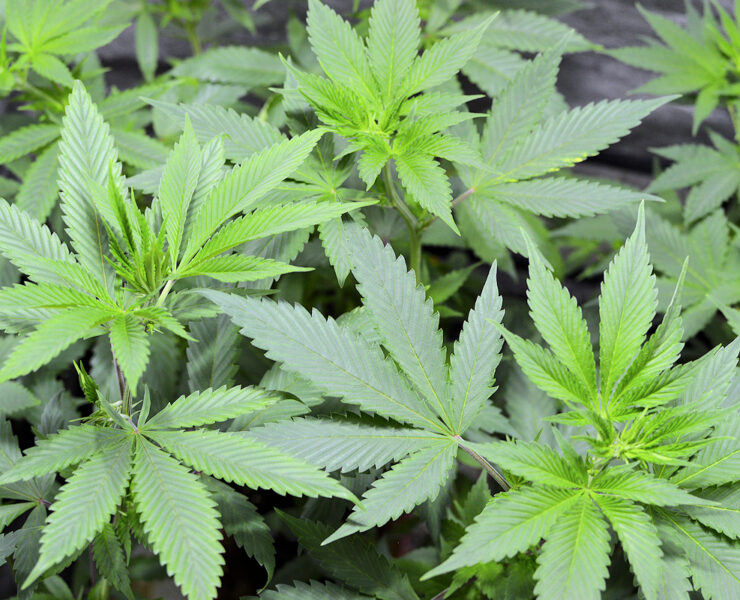 Micropond Growing Style for All Stages of Cannabis Growth