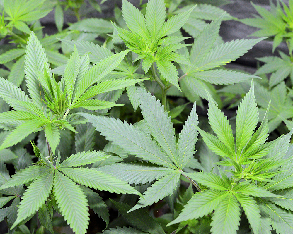 Micropond Growing Style for All Stages of Cannabis Growth
