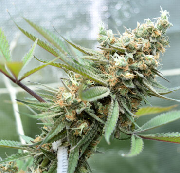 Natural Nutrient Sourced Buds are Amazing to Smoke