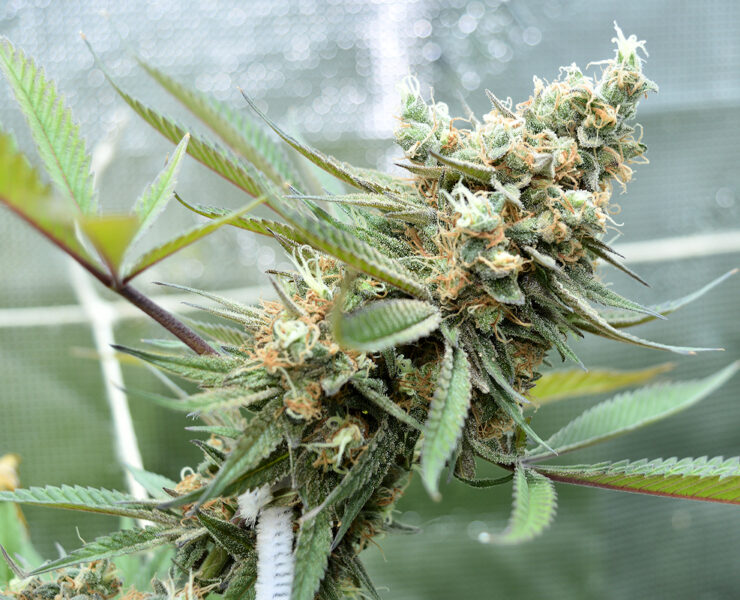 Natural Nutrient Sourced Buds are Amazing to Smoke