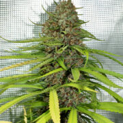 Chunky Cherry Thai