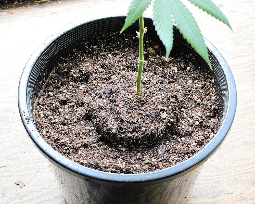 Elevated 7 Inch Root Ball Placed into a 4-Gallon Plant Warrior Pot