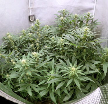 Transplanting Your Cannabis Well Pays Off