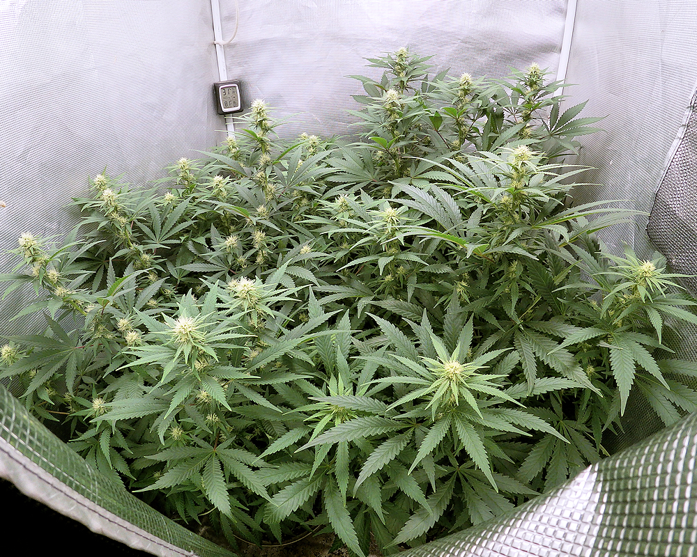 Transplanting Your Cannabis Well Pays Off