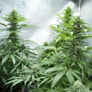 Understanding Temperatures Growing Cannabis is Huge
