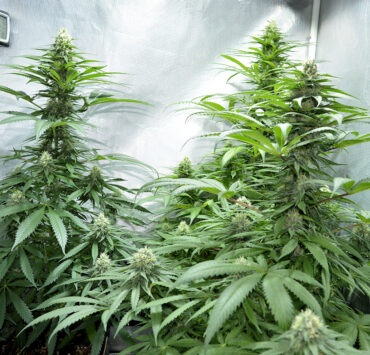 Understanding Temperatures Growing Cannabis is Huge