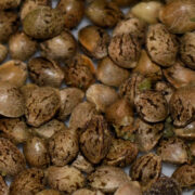 Cannabis Sprouts About to Happen