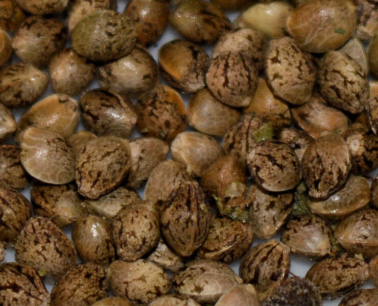 Cannabis Sprouts About to Happen