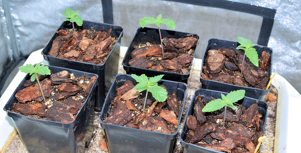 Mulching Your Cannabis Plants Should Begin as Sprouts and Never End