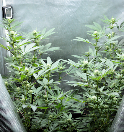 Mulching Your Cannabis Plants with Chunky Bark on Top Makes Them Extra Happy