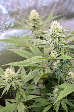 The Happier the Plants the Happier the High I Always Say