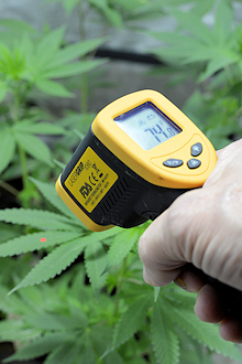 A Laser Thermometer is an Inexpensive and Invaluable Cool Growing Tool