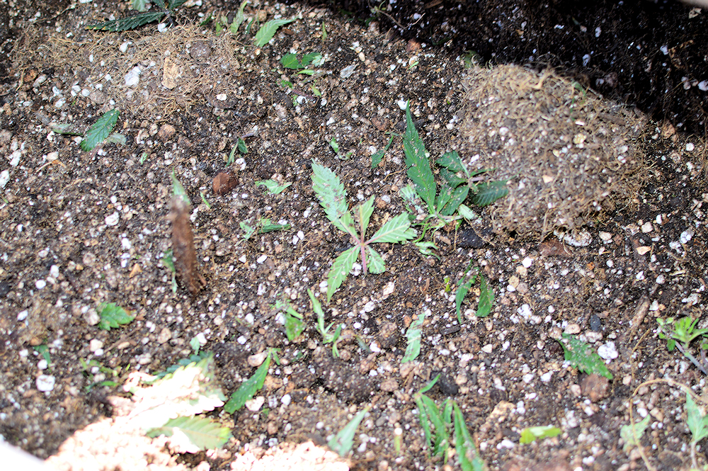 Close-Up of Fresh Batch of Used Soil and Root Balls Ready to Cook Baybee