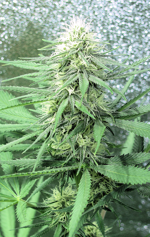 Cool Cannabis Growing Tools Lead to Cool Cannabis Buds Fo Sho