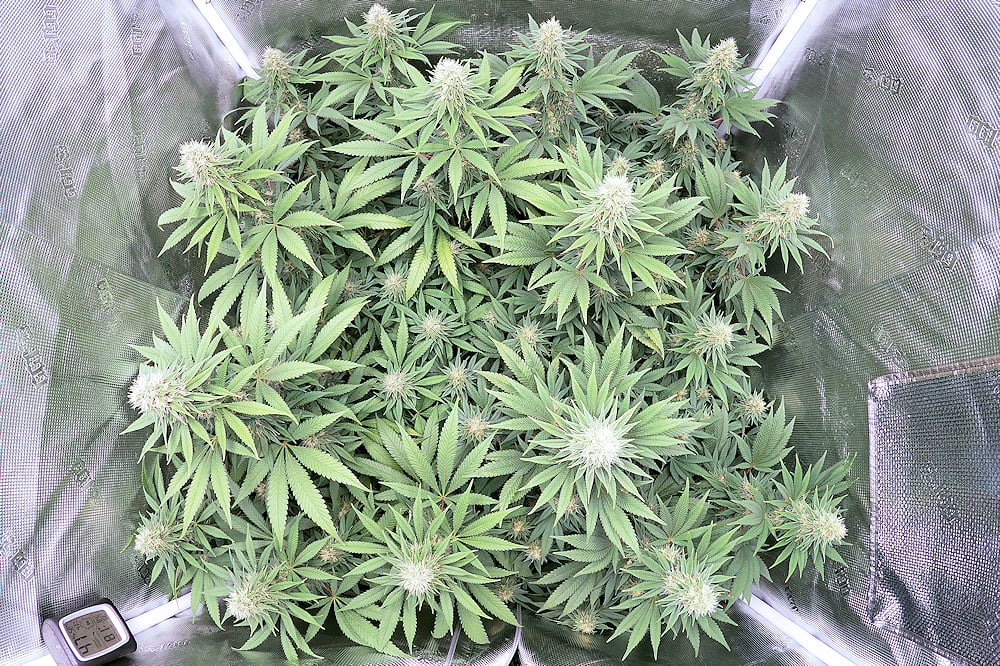 Harvesting Twice is a Great Move as Long as Your Plants are Hearty and Sexually Healthy