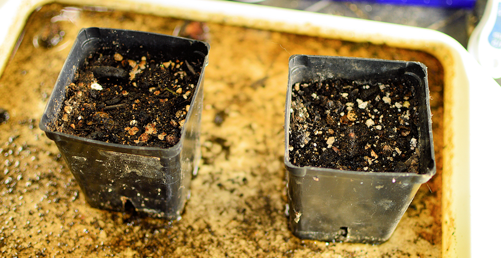 I Always Let Soil in Containers Sit Watered for At Least 24 Hours Before Adding Seeds or Sprouts