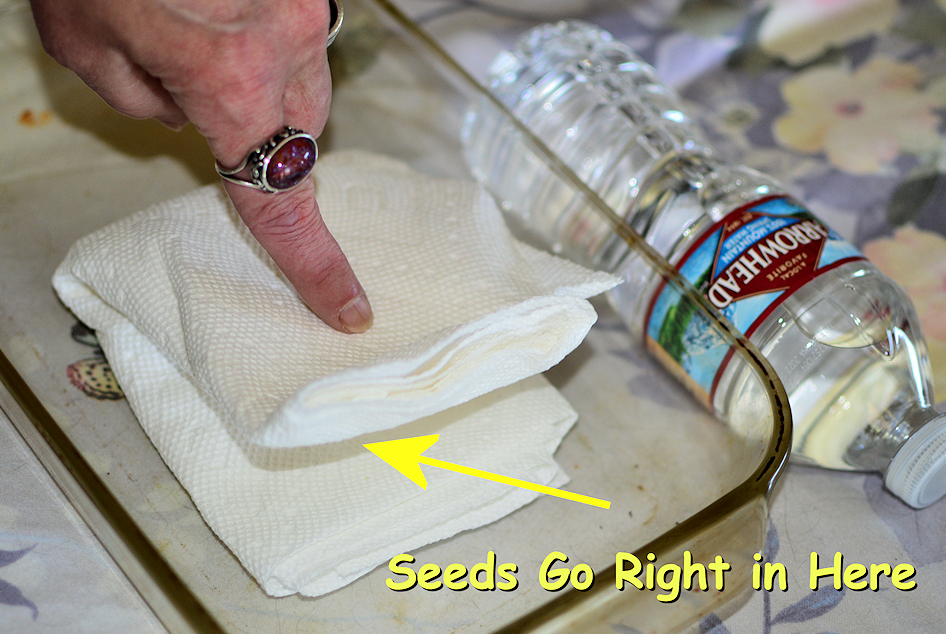 Paper Towels (3) Rolled Up and Folded Inside of a Pyrex Baking Dish as a Catch Tray