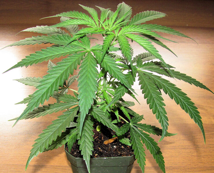 Super Exotics Thrive Using Cool Cannabis Growing Tools