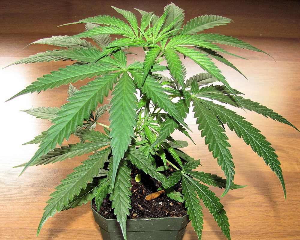 Super Exotics Thrive Using Cool Cannabis Growing Tools