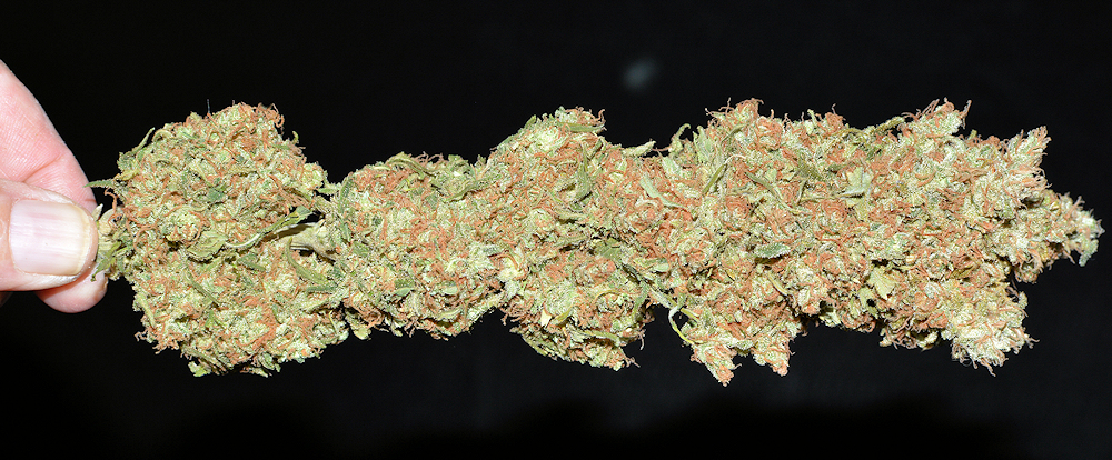 Yowza Exotic Bud – Speaking of Popping Old Seeds