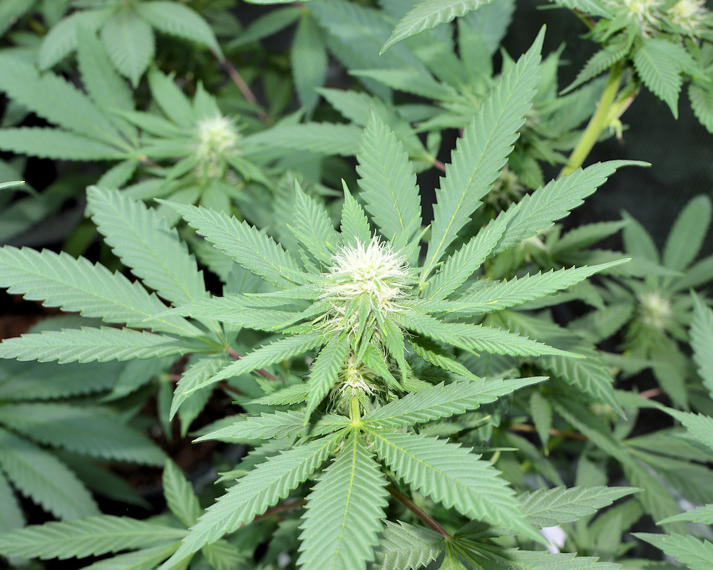 Cannabis Soil Life Works the Hidden Realms