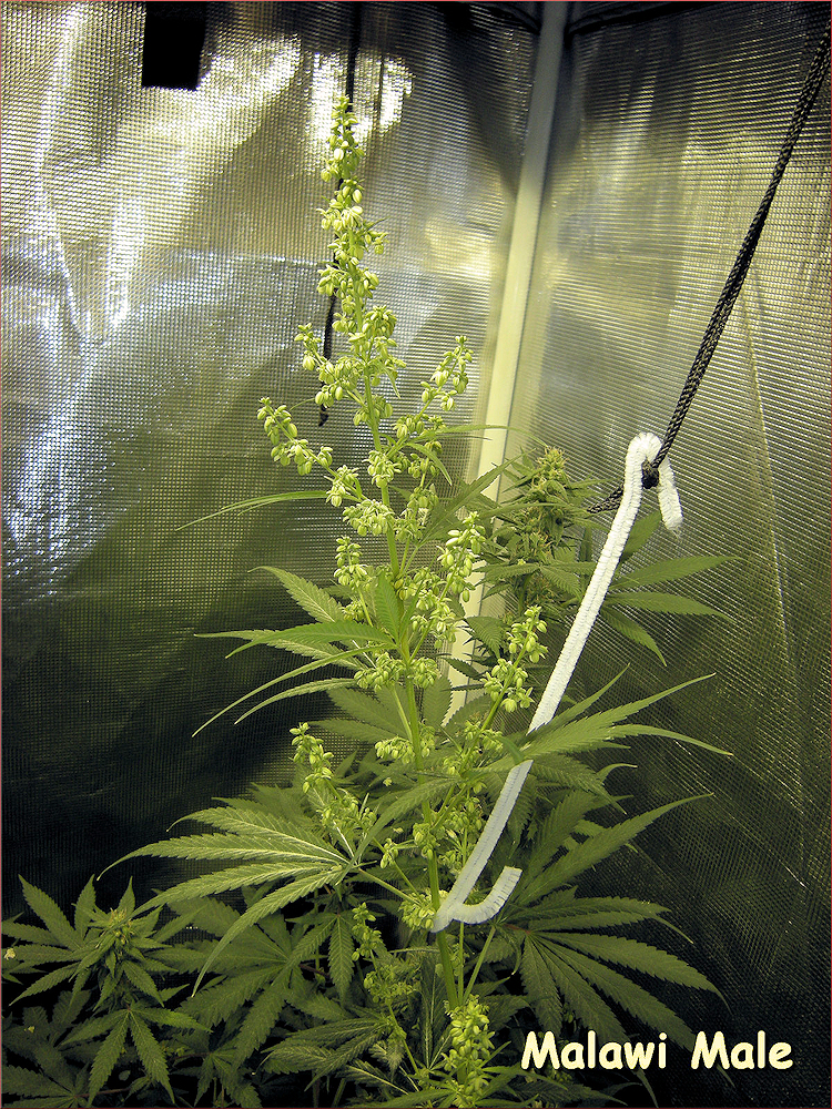 Father (P1) of the Katanga Sativa is the Cherry Malawi