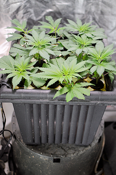 Freshly Rooted Purple Cannabis Genetics Can Have a Hard Time in Regular Soil