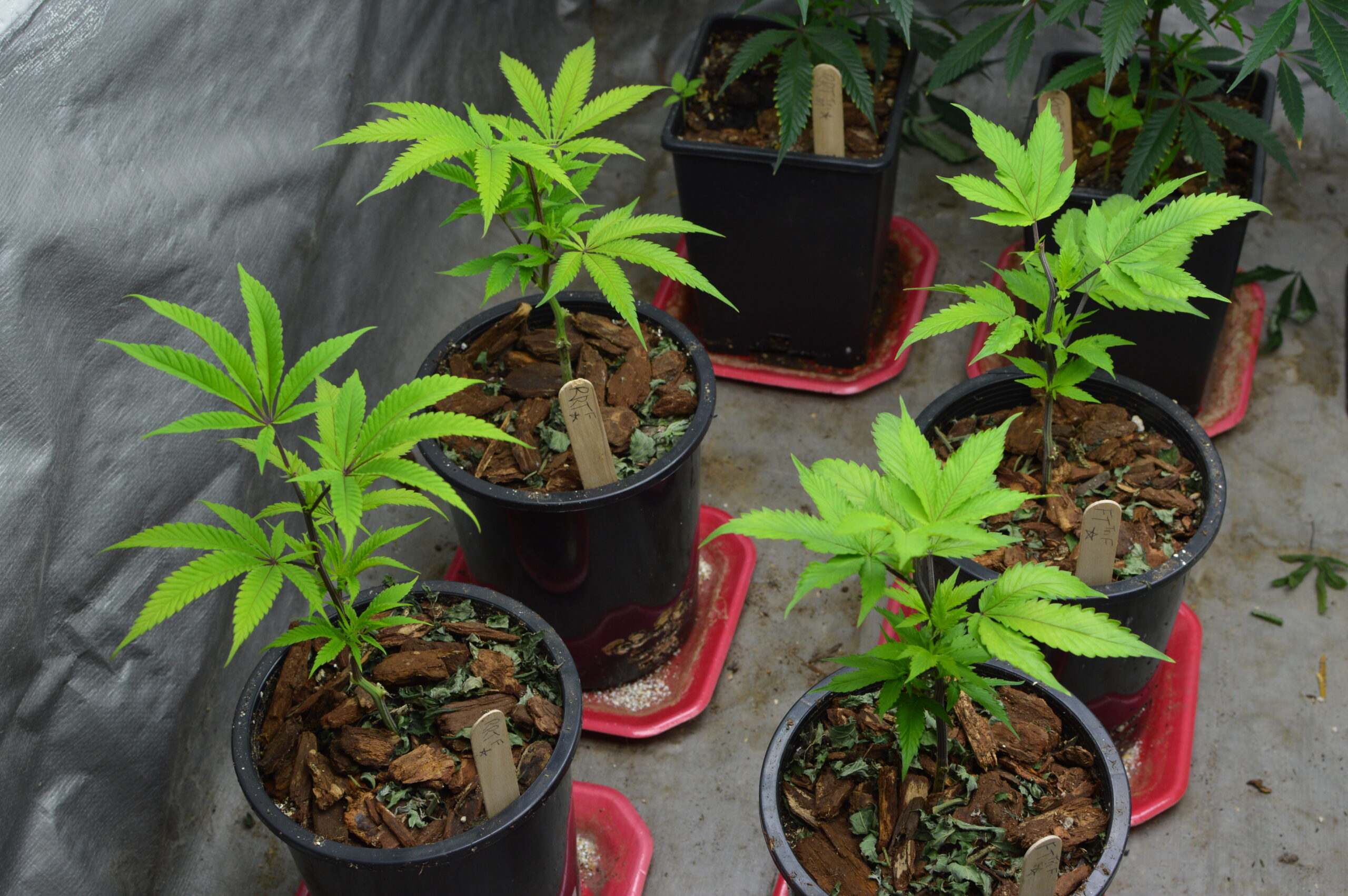 Freshly Transplanted Clones Experiencing Issues Under Normal Growing Conditions