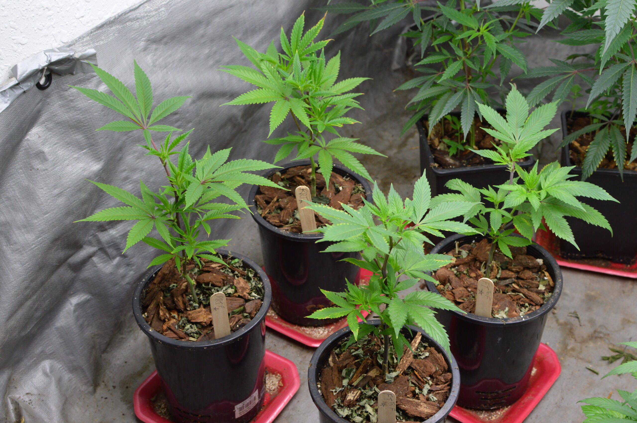 Here Are the Same Clones One Week After Adding a 10 Percent Cut of Vermiculite to Their Soil