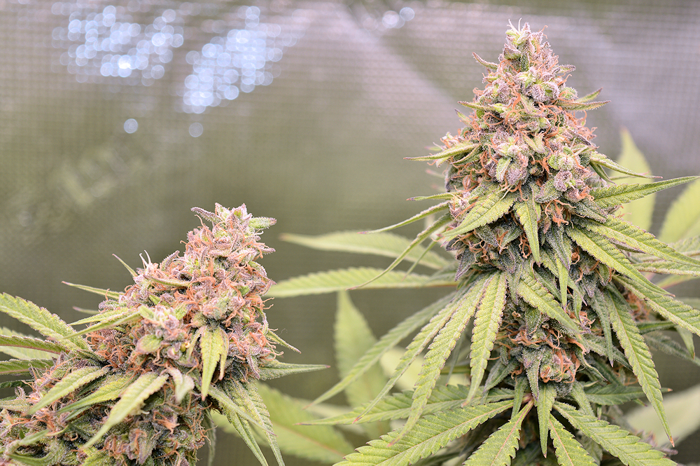 I Also Love the Pinkish Purple Expressions and the Orange Pistils Really Make These Buds Pop I Think