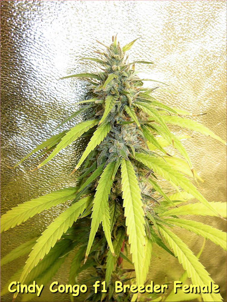 Mother (P1) of the Katanga Sativa is the Cindy Congo