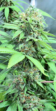 My Personal Garden Flowers 8 Plants Max in Two 3x3 Gorilla—my fav—Tents