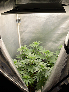 My Plants Have Been Growing Crazy-Happy Under the 420h Lights