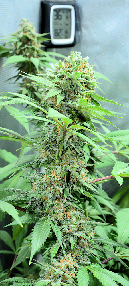 Treat Your Plants Well by Not Messing with Their Program