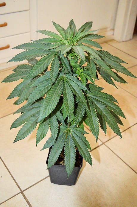 Well Buffered Soil and Water Keeps Purple Cannabis Genetics Uber Happy