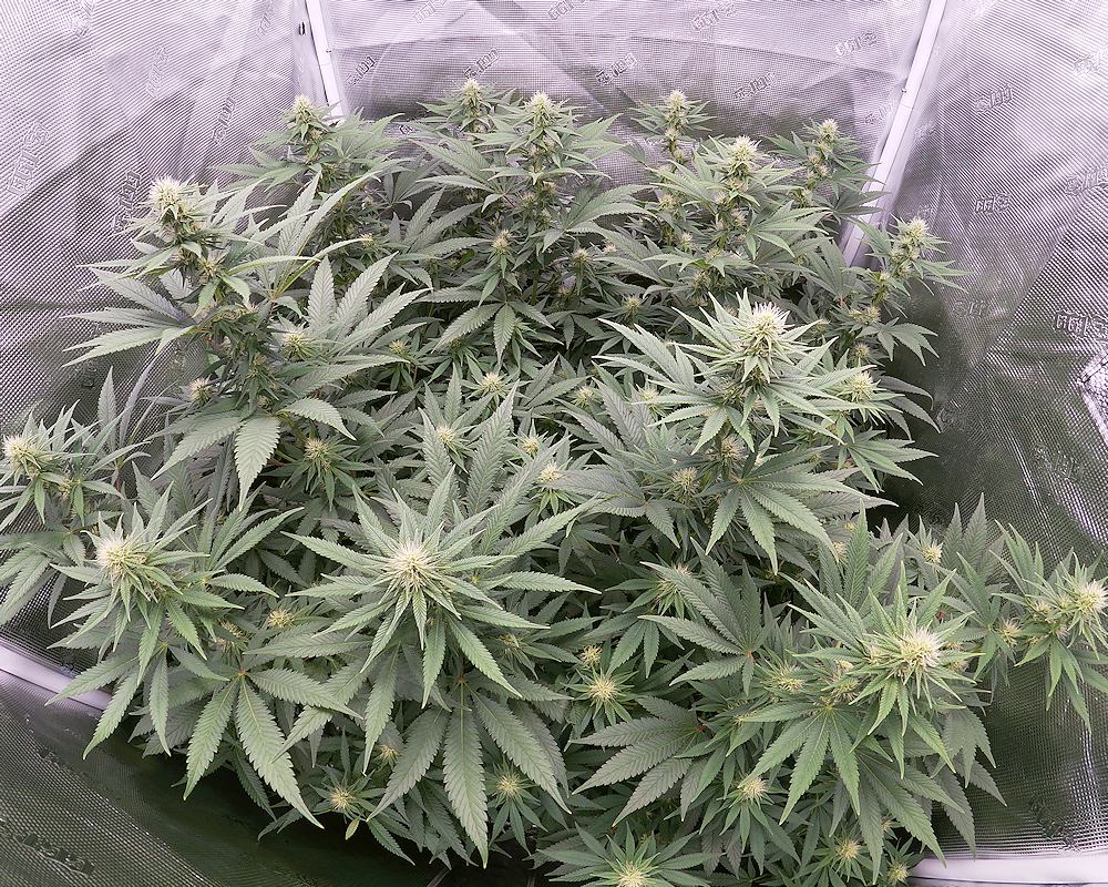 Cannabis Plants Love Having Access to Continual Slow Release Calcium